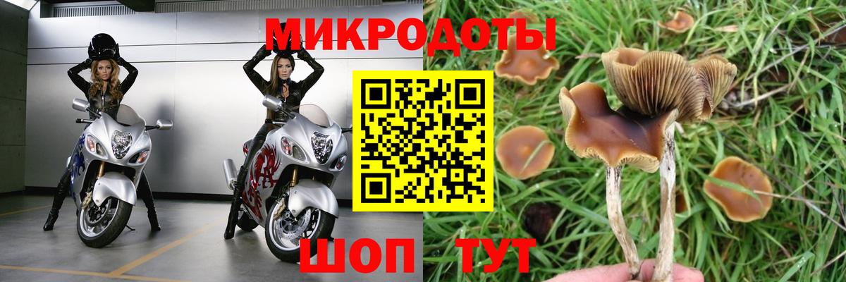 Камень-на-Оби  Галлюциногенные грибы Psilocybe  Вход с VPN 
